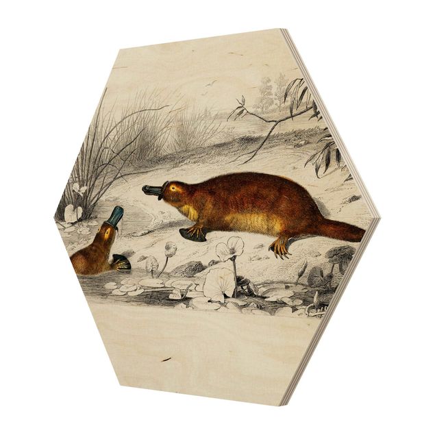 Obraz brązowy Vintage Teaching Illustration Platypus