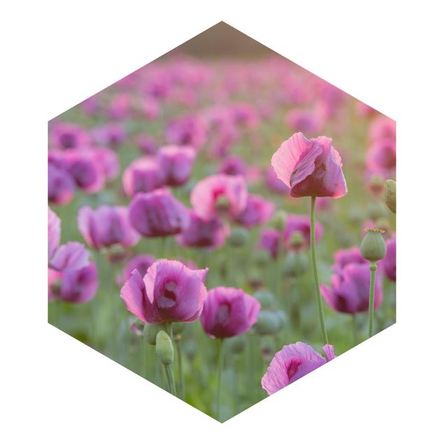 Tapeta ścienna Fioletowa łąka z makiem opium wiosną