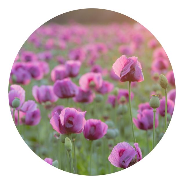 Rainer Mirau obrazy Fioletowa łąka z makiem opium wiosną