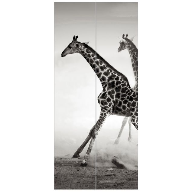 Fototapeta czarno biała Polowanie na żyrafę