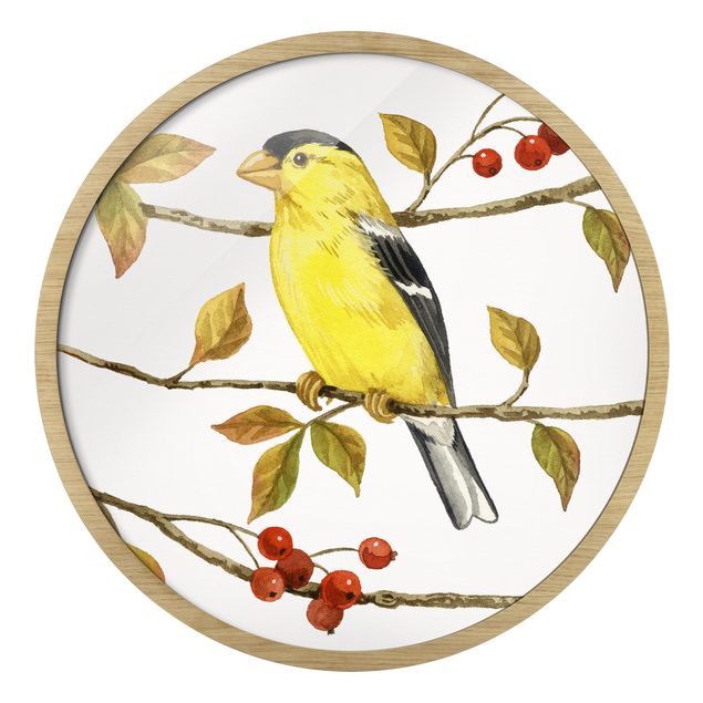 Obrazy do salonu Birds And Berries - American Goldfinch