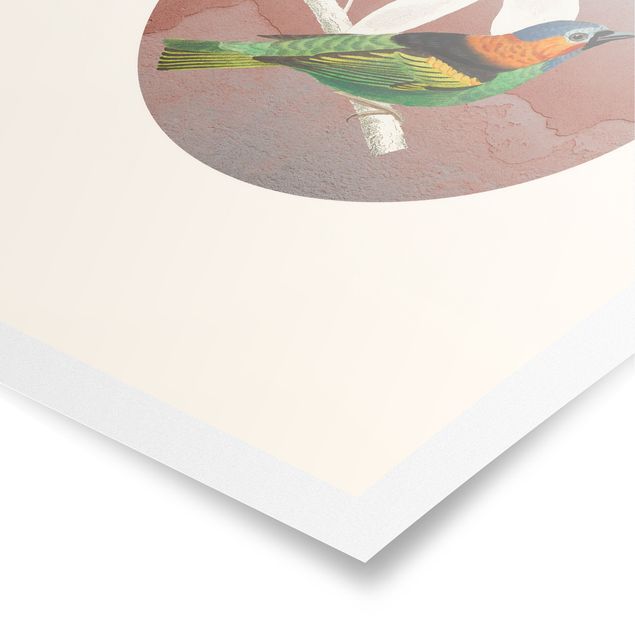 Obrazy kolorowe Kolaż z ptakami w kole II