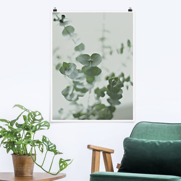 Obrazy do salonu nowoczesne Uprawa gałązek eukaliptusa