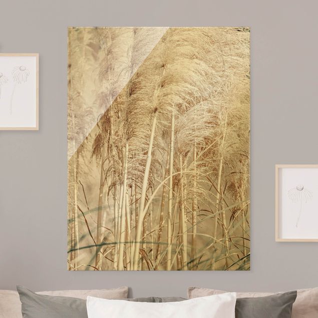 Obraz na szkle - Ciepła trawa pampasowa w lecie