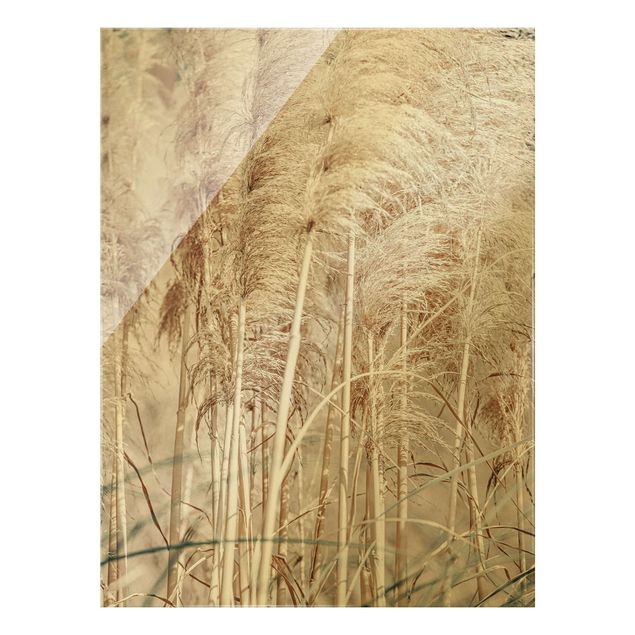 Obraz na szkle - Ciepła trawa pampasowa w lecie