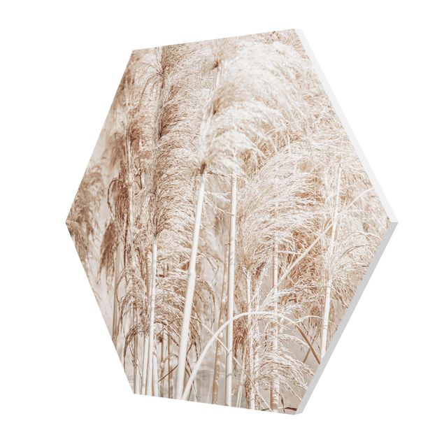 Sześciokątny obraz Ciepła trawa pampasowa w lecie