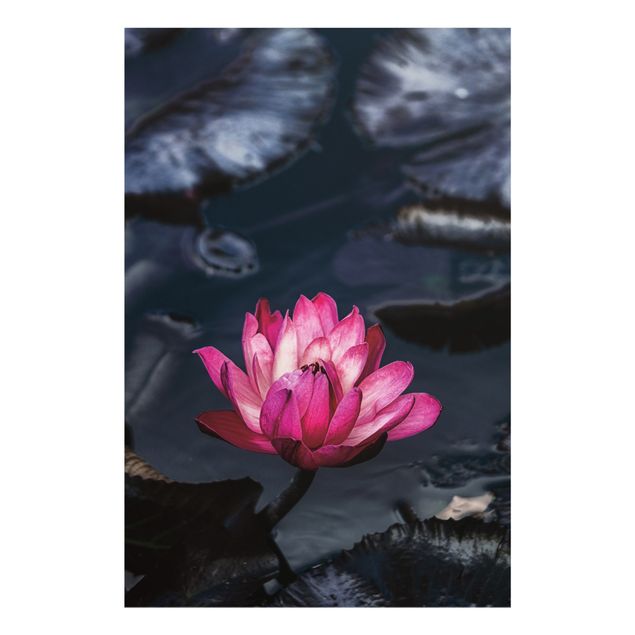 Obrazy kwiatowe Water lilies