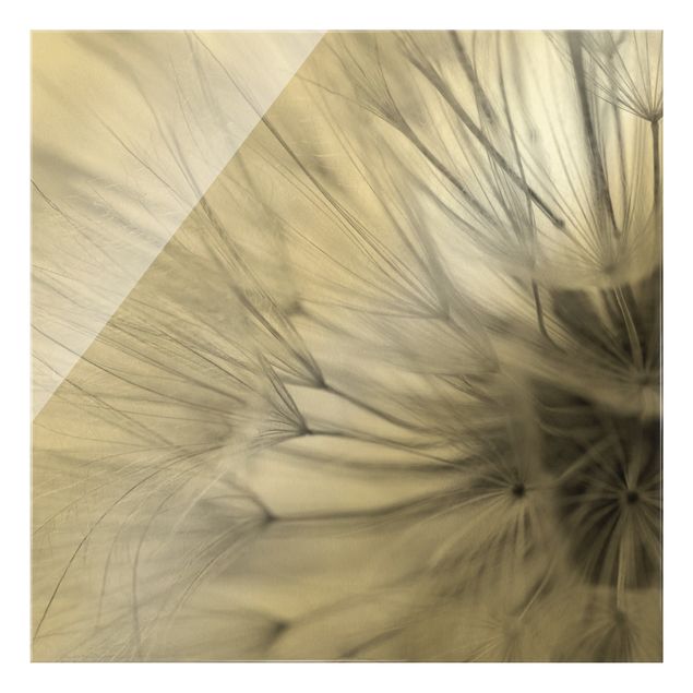 Obrazy nowoczesny Soft Dandelion II