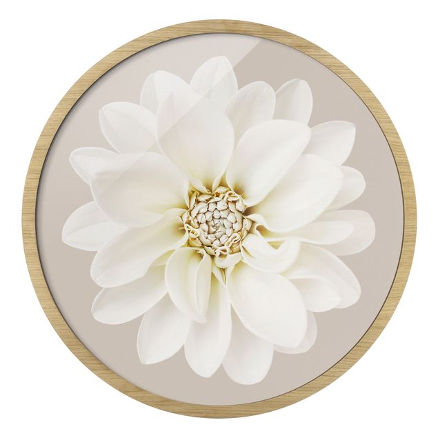Obrazy kwiatowe White Dahlia On Cream