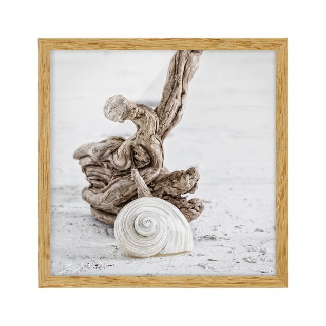 Obrazy nowoczesny Biała skorupa ślimaka i drewno korzeniowe