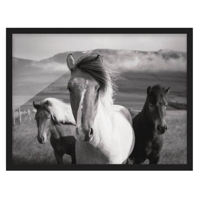 Obrazy w ramie do kuchni Czarne i białe dzikie konie