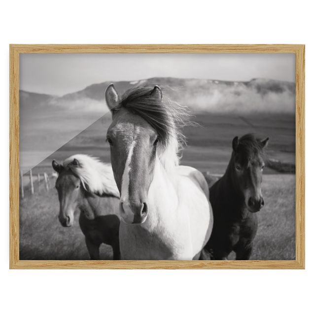 Obrazy w ramie do kuchni Czarne i białe dzikie konie