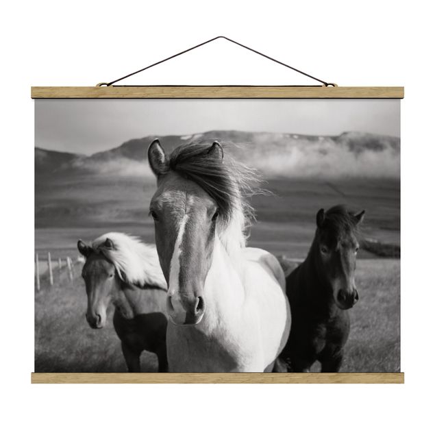 Obraz kon Czarne i białe dzikie konie