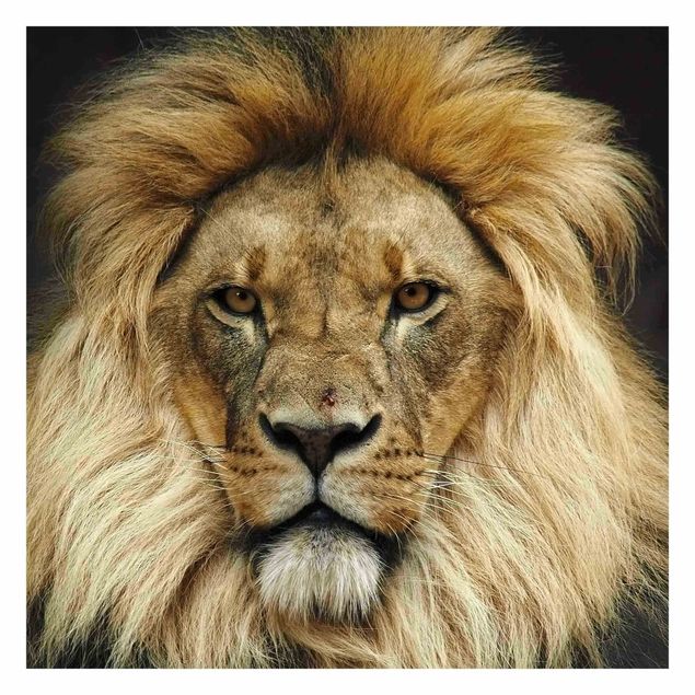 Fototapety Mądrość lwa