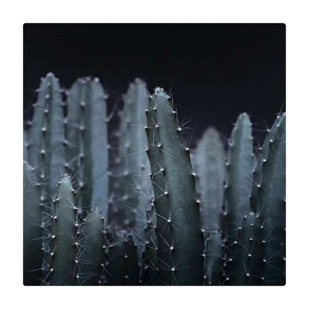 Mata korkowa - Kaktus pustynny nocą