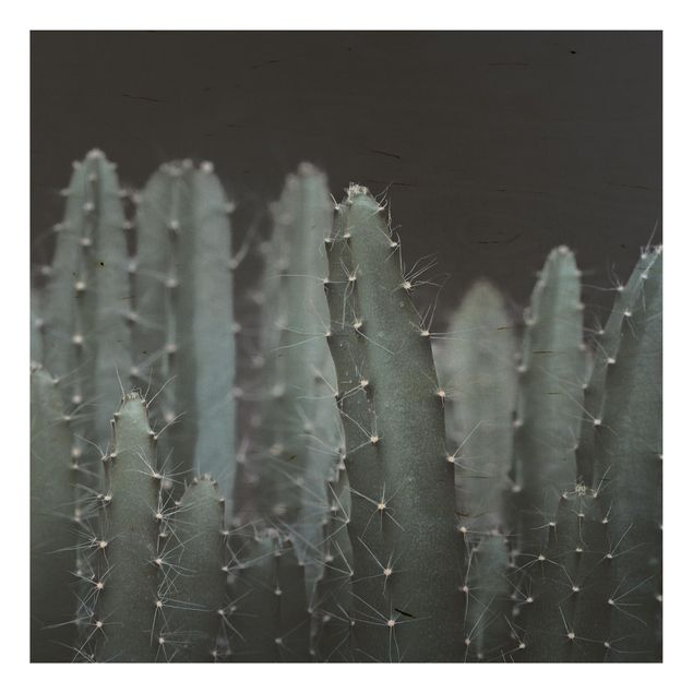 Obrazy Kaktus pustynny nocą
