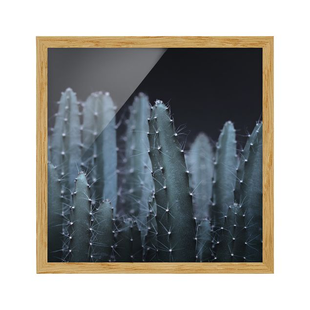 Obrazy w ramie do kuchni Kaktus pustynny nocą