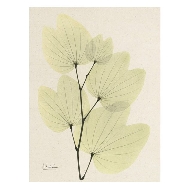 Zielony obraz X-Ray - Liście drzewa orchidei