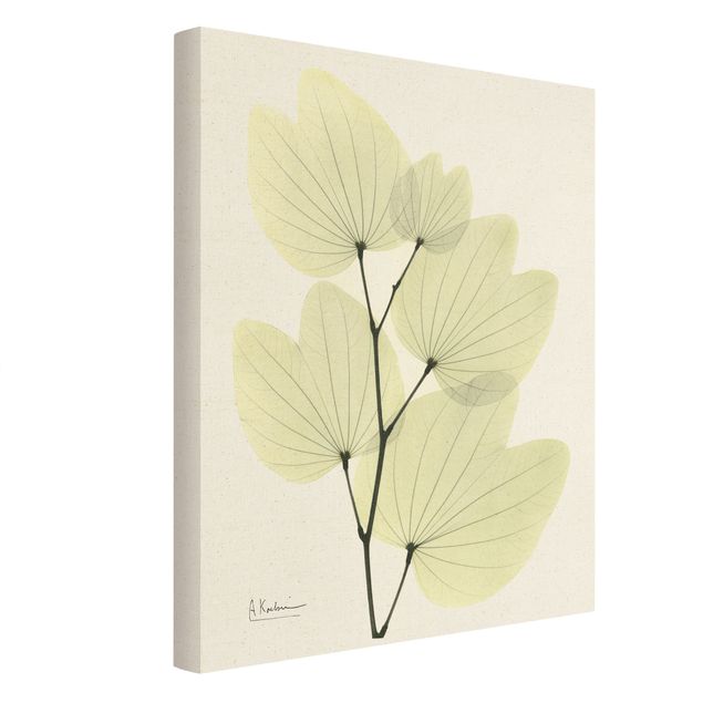 Obrazy z motywem kwiatowym X-Ray - Liście drzewa orchidei