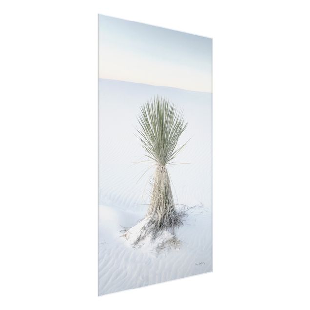 Nowoczesne obrazy do salonu Yucca palm in white sand