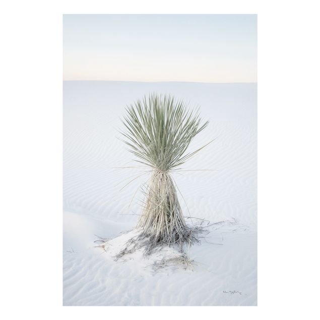 Obrazy nowoczesny Yucca palm in white sand