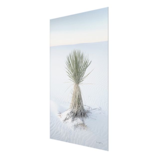 Obrazy na ścianę krajobrazy Yucca palm in white sand