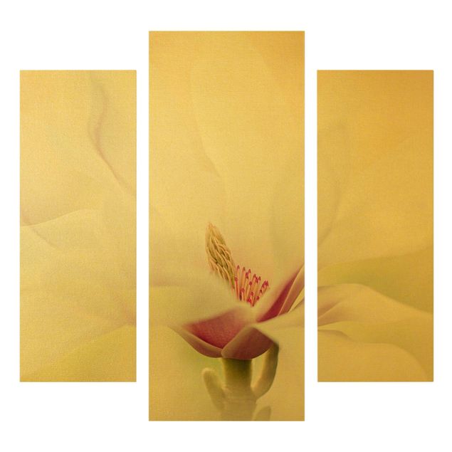 Obrazy drukowane na płótnie Czuły kwiat magnolii