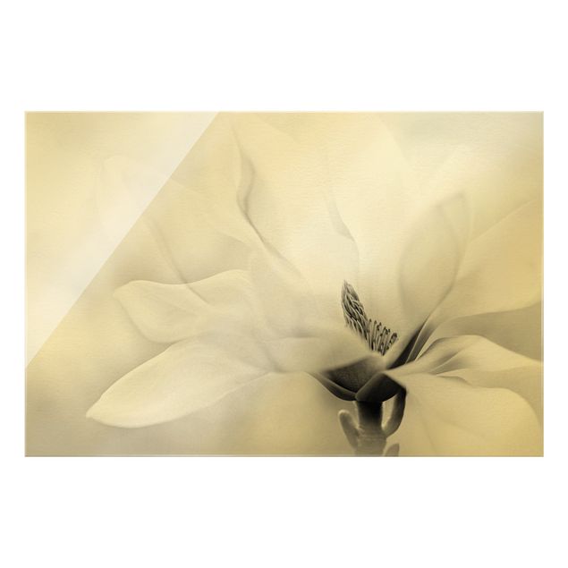 Obraz na szkle - Czarno-biały kwiat magnolii