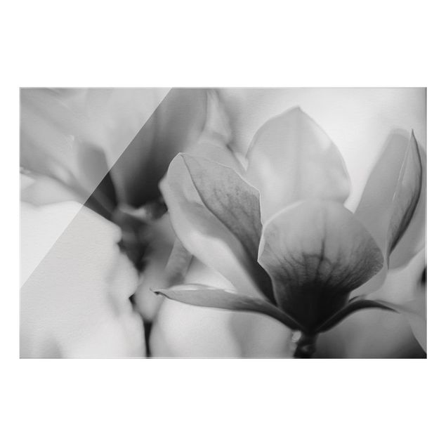 Czarno białe obrazki Czułe kwiaty magnolii II