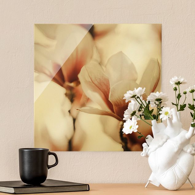 Obrazy na szkle kwadrat Delikatne kwiaty magnolii w grze świateł
