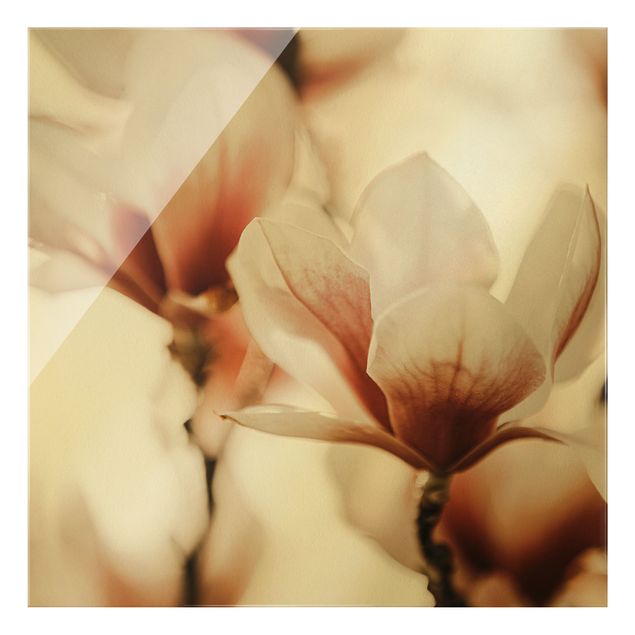 Obraz różowy Delikatne kwiaty magnolii w grze świateł
