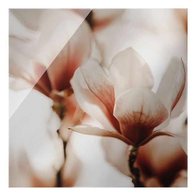 Obraz różowy Delikatne kwiaty magnolii w grze świateł