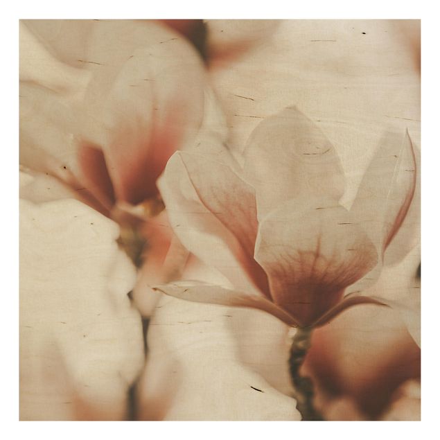 Obrazy na ścianę Delikatne kwiaty magnolii w grze świateł