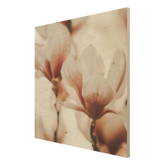 Obrazy drewniane Delikatne kwiaty magnolii w grze świateł