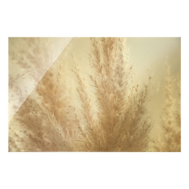 Obrazy z motywem kwiatowym Trawa pampasowa z bliska