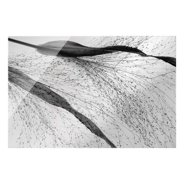 Obrazki czarno białe Trzcina o delikatnych pąkach, czarno-biała
