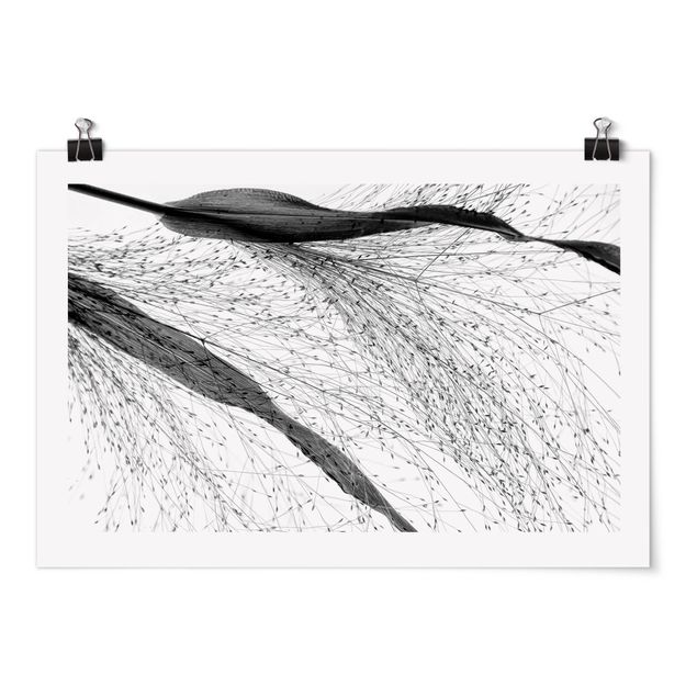 Obrazki czarno białe Trzcina z delikatnymi pąkami czarno-biały