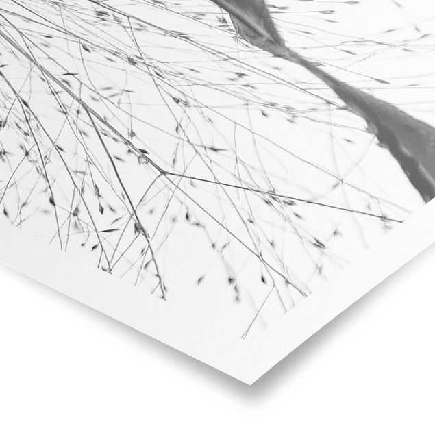 Obrazy motywy kwiatowe Trzcina z delikatnymi pąkami czarno-biały