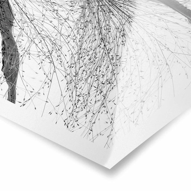 Obrazy Trzcina z delikatnymi pąkami czarno-biały