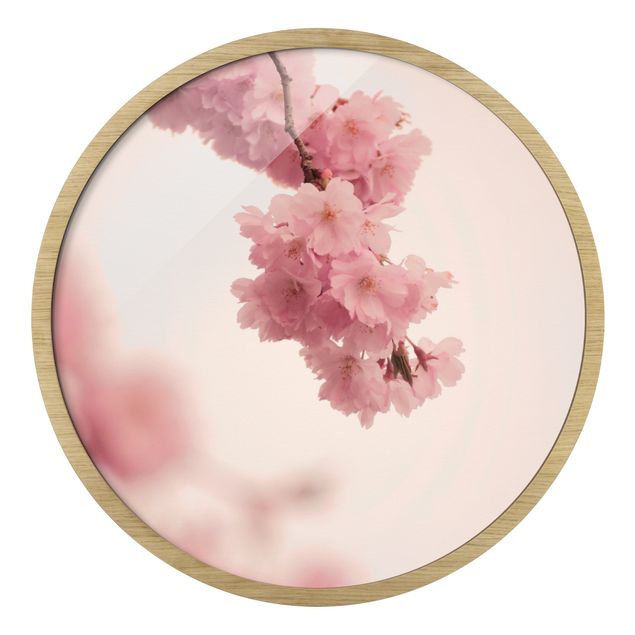 Obrazy motywy kwiatowe Pale Pink Spring Flower With Bokeh