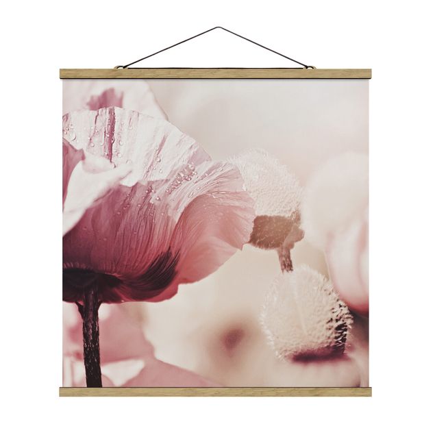Obrazy nowoczesny Bladoróżowy kwiat maku z kroplami wody