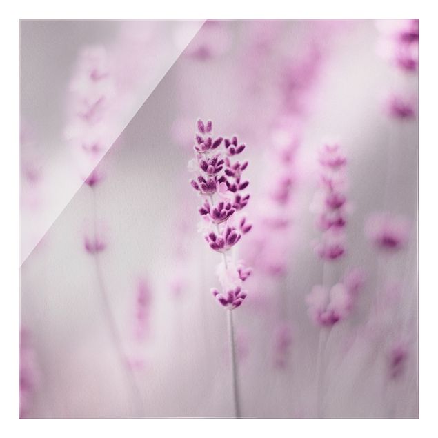 Obrazy motywy kwiatowe Jasnofioletowa lawenda