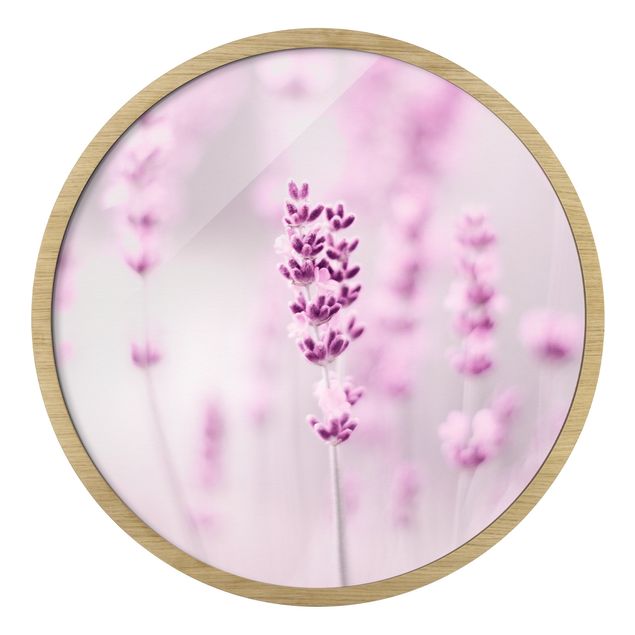 Obrazy Pale Purple Lavender