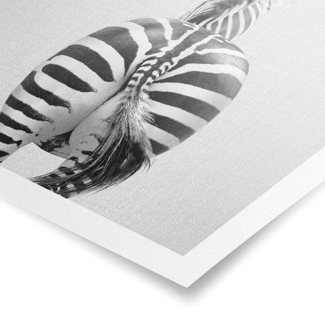 Zebra obraz Zebra From Behind Black And White