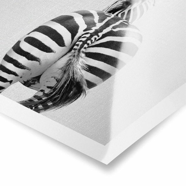 Czarno białe obrazy Zebra From Behind Black And White