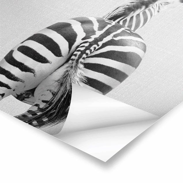 Plakaty czarno białe Zebra From Behind Black And White