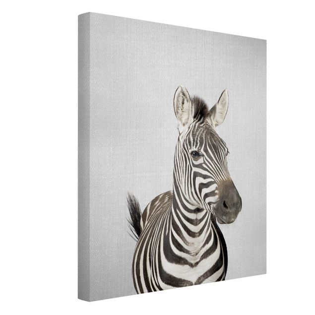 Zwierzęta obrazy Zebra Zilla