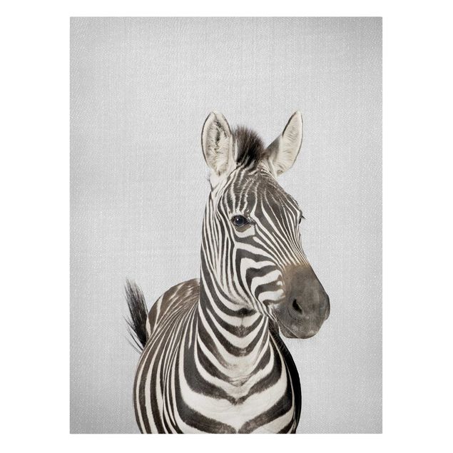 Zebra obraz Zebra Zilla
