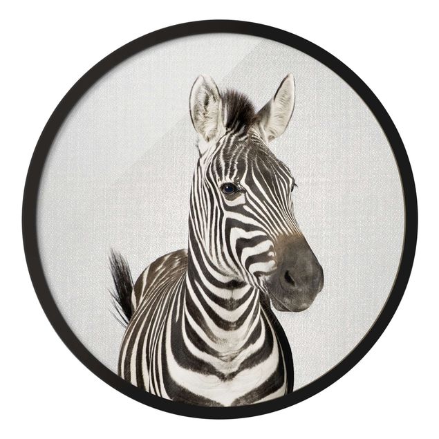 Obrazy zebra Zebra Zilla