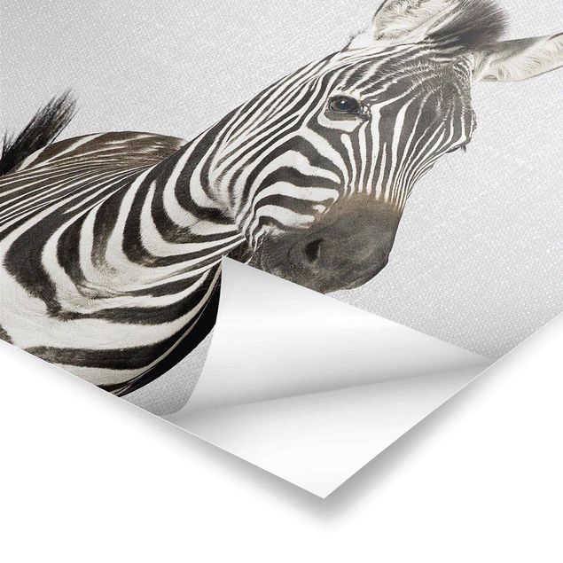 Czarno białe plakaty Zebra Zilla